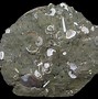 Image result for Polished Ammonite Fossils