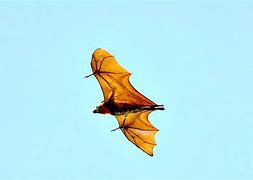 Image result for Pteropus