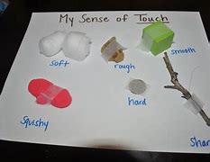 Image result for Sense of Touch Smooth Examples