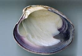 Image result for Quahog Shell Age Rings