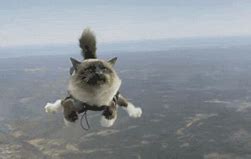 Image result for Flying Cat Meme GIF