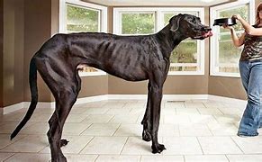 Image result for What Is the World Biggest Dog
