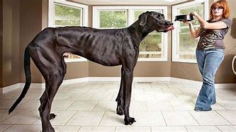 Image result for Tallest and Biggest Dog in the World