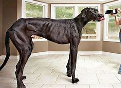 Image result for Biggest Dog in the Whole World