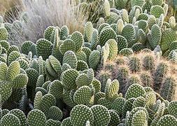 Image result for Popular Cacti