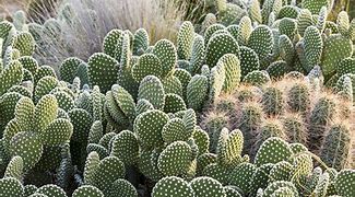 Image result for Flat Desert Cactus