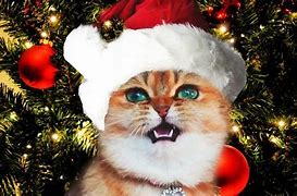 Image result for Christmas Cat Humor