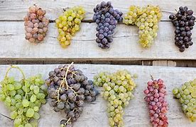 Image result for Woodtrick Size of a Grape