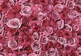 Image result for Rose Gold Roses Background