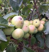 Image result for Summer Apples