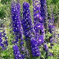 Image result for Delphinium King Arthur (Pacific-Giant-Group)