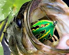 Image result for Sloppy Top Bass Fishing