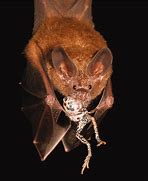 Image result for Frog Eating Bat