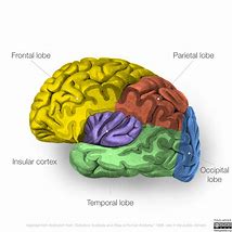Image result for Memory Neuroanatomy