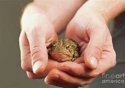 Image result for Holding a Giant Toad