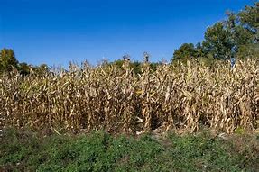 Image result for Corn Harvest Pictures