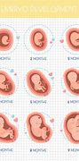 Image result for Baby Pregnancy Stages