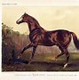 Image result for 1800s Lexington Race Horse