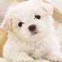 Image result for Dog Wallpaper HD