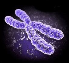 Chromosome 的图像结果