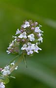 Image result for The Smallest Flower in the World