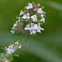 Image result for The Smallest Flower in the World