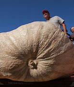 Image result for World Record for Biggest Thing