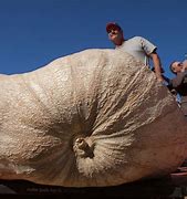 Image result for Heaviest Seed in the World