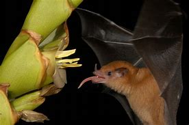 Image result for Bat Drinking Nectar