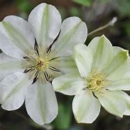 Image result for Clematis Guernsey Cream