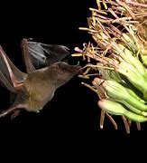 Image result for Pollinator Bats