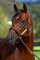 Image result for Brown Race Horse