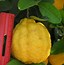 Image result for Lemon-Orange Hybrid