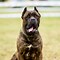 Image result for Cane Corso Coat Colors