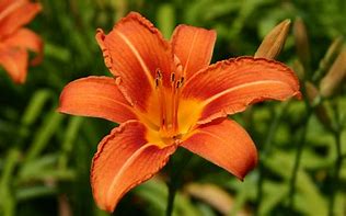 Image result for Day Lily