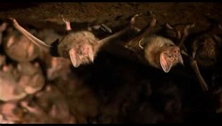 Image result for Spooky Cave Bats