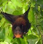 Image result for Flying Fox Screeching
