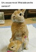 Image result for Realistic Animal Memes