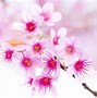 Image result for Cute Flowers Photography