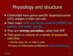 Image result for Chlamydia Life Cycle
