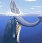 Image result for Sperm Whale Predators