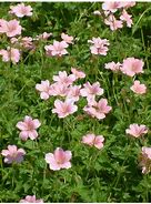 Image result for Geranium endressii Wargrave Pink