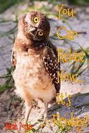 Image result for Friday Owl Meme