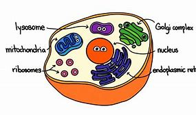 Image result for Organelles Meaning