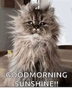 Image result for Funny Good Morning Kitten Memes