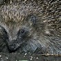 Image result for Wild Hedgehog Size Diffrent