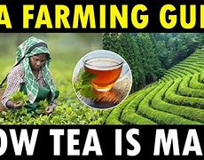 Image result for The Process of Farming Tea