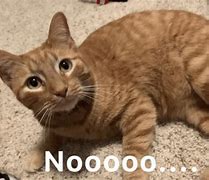 Image result for Nooo Cat