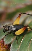 Image result for Cricket Yellow Legs