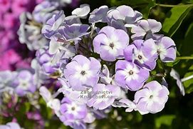 Image result for Phlox paniculata Katherine